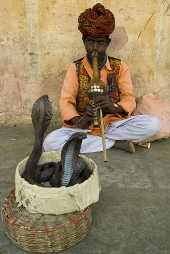 "No poison" ubezpečoval nás zaklínač hadov...  (Jaipur)