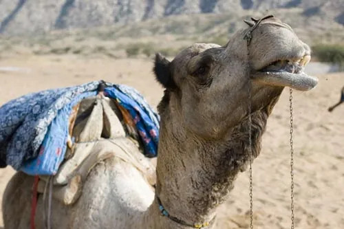 Ťaví bozk... (Pushkar)