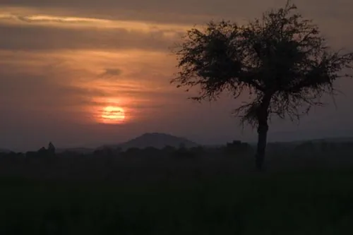Západ slnka nad obylným polom v polopúšti...  (Pushkar)