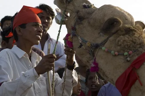 Víťaz ťavích pretekov (Jaisalmer)