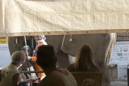Slon sa prechádza pred kaviarňou...  (Udaipur)