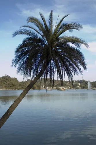 Palma nad jazerom (Mt Abu)