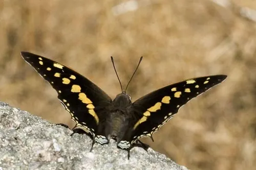 Motýľ (Mt Abu)