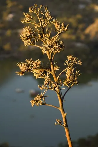 Sucho (Mt Abu)