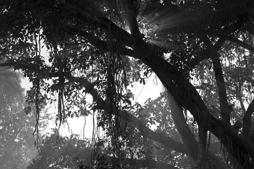 Slnko a strom  (Mt Abu)
