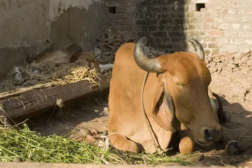 Kravská siesta.  (Ahmedabád)