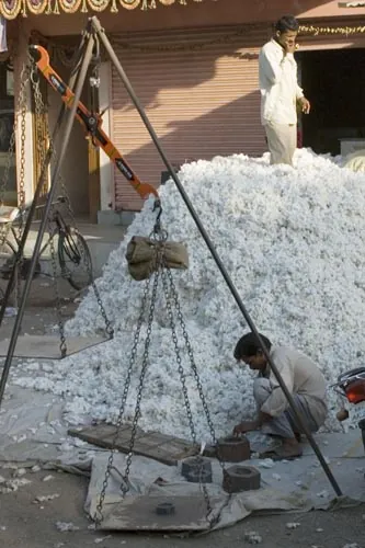 Bavlna na predaj (Ellora)