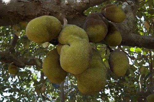 Ovocie "Jag fruit" váži aj niekoľko kilogramov (Arambol)