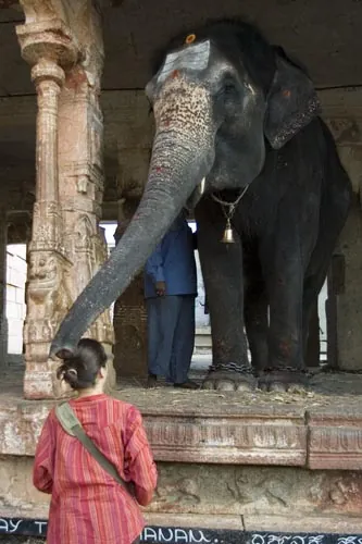Požehnanie chobotom od slonice Lakshmi (Hampi)