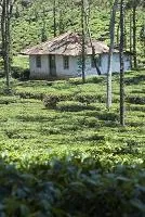 Fotografia z cesty – 23. Kumily a Periyar